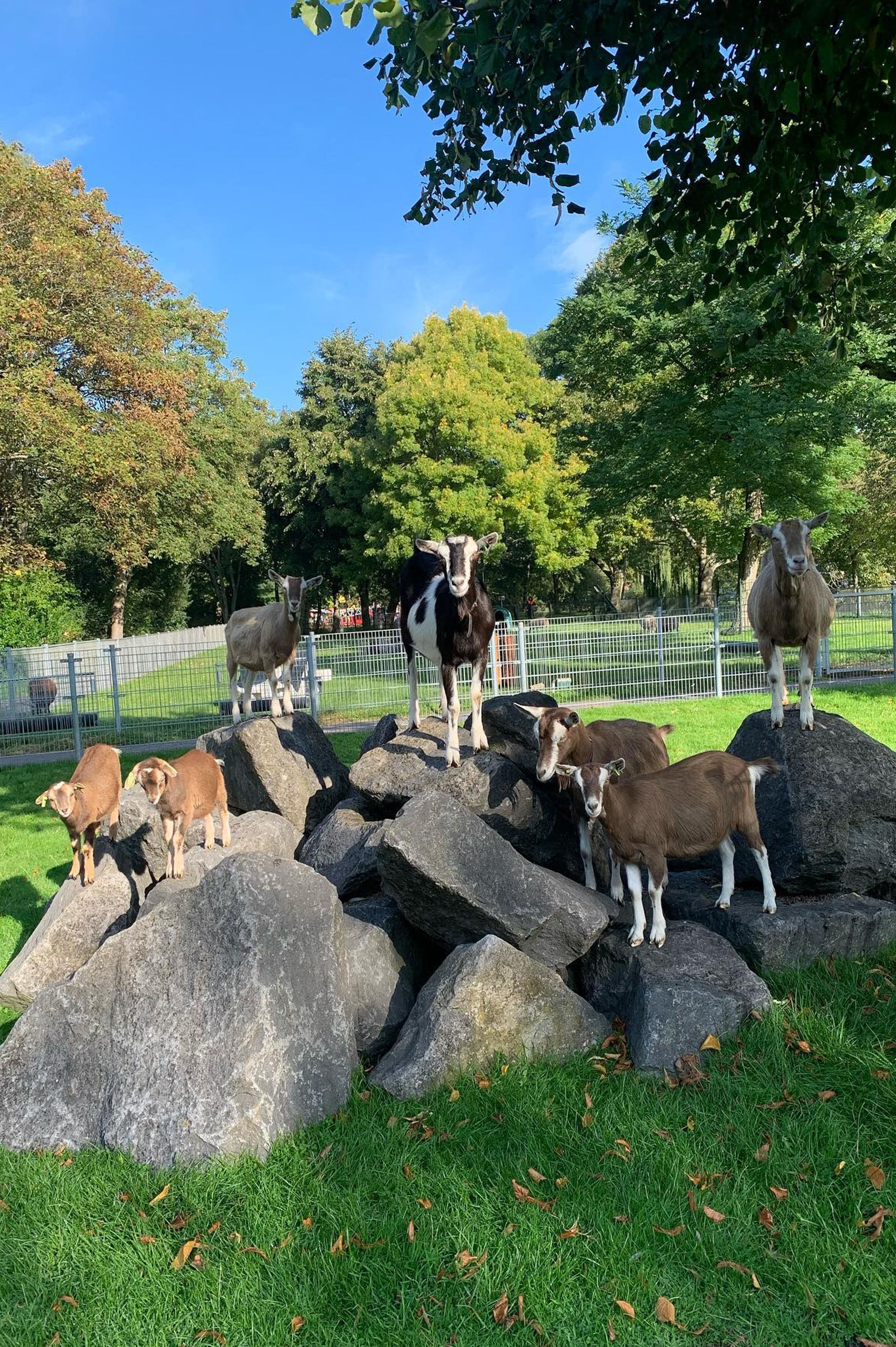 portrait-red-guinea-pig